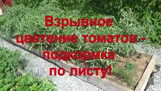 14 Взрывное цветение томатов! Подкормка по листу - богатый урожай!