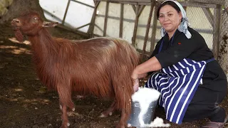 Azerbaijani Lady Prepares Suluguni Cheese from Goat and Sheep Milk