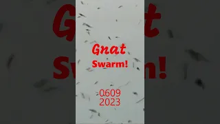 Gnat Swarm!