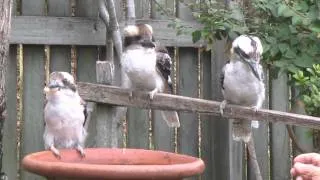 Kookaburra family