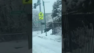 Moose Pedestrian Encounter Snowy Street Downtown Anchorage Alaska 9th and Cordova February 2023