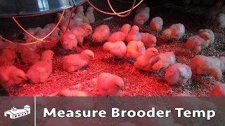 How To Measure Chicken Brooder Temperature - AMA S7:E3