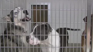 County animal shelter puts out euthanasia list due to record number of dogs