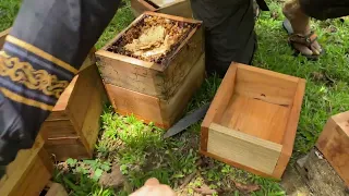 Part 2 Tutorial Harvest and Split Stingless Bee colonies (2024)