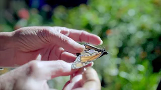 Monarch Butterfly Release!