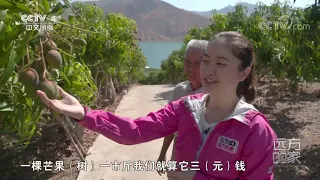 [远方的家]大好河山 植物珍品话沉香| CCTV中文国际
