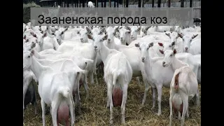 Зааненская порода коз