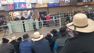 Amish horse auction.