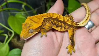 Family of crested geckos. Parents and their children. Variety of colors