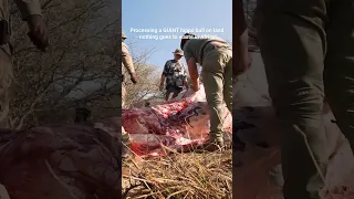 Processing a GIANT Hippo bull out in the field! Nothing goes to waste in Africa!