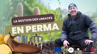 La gestion des limaces dans un jardin en permaculture - Eveil Comesti Lab