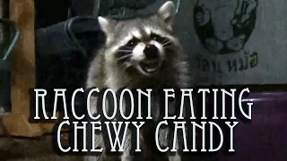Raccoon eating chewy and delicious candy