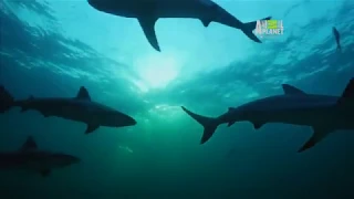 Documentário Completo Animal Planet BAHAMA SELVAGEM   Corais