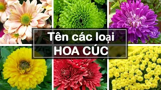 Tên các loại hoa cúc - Names of chrysanthemums