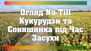 Огляд Кукурудзи та Соняшника в Засуху по No-till  | Перевіряємо Вологу в Грунті на No-till