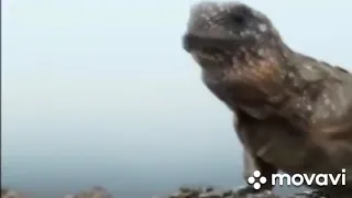 iguana yılan vs