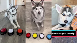 Sapphie the Pomsky New TikTok Videos - Best of Sapphie The Pomsky TikTok Compilation 2023