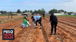 Israelis volunteer on farms to save agricultural supply after migrant workers flee war