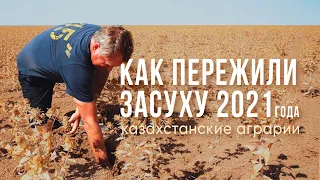 Как пережили засуху 2021 года казахстанские аграрии