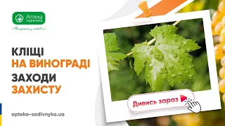 Як розпізнати кліщів на винограді та вберегти рослини?