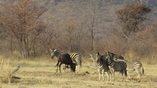 The Marataba Safari Lodge Experience