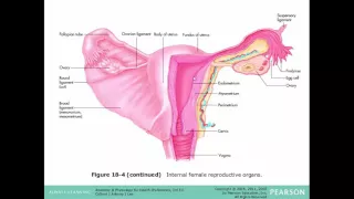 Reproductive System: Replacement and Repair