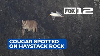 Cougar spotted on Haystack Rock, area of beach closed until it leaves