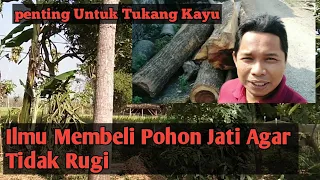 Penting Untuk Tukang Kayu, Ilmu Membeli Pohon Jati atau Mahoni agar tidak rugi