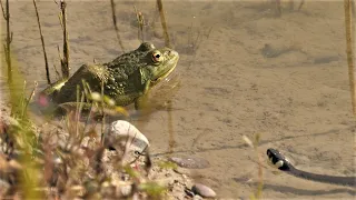 Small grass snakes meet large frogs  / Kleine Ringelnattern treffen auf grosse Frösche