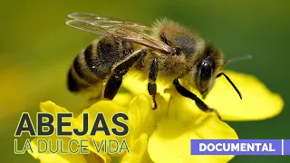 Abejas la Dulce Vida Documental