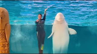 横浜・八景島シーパラダイス 海の動物たちのショー シロイルカショー ※2023.09.02 / [4K] bluga whale / dolphins show at yokohama