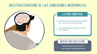 DESARROLLO CEREBRAL EN LA ADOLESCENCIA