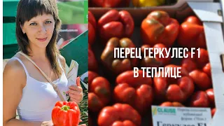 Перец Геркулес в теплице. Видео, фото, описание, характеристики