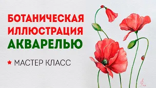 Уроки рисования для начинающих: как нарисовать красные маки