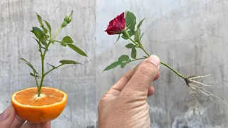 When you know this, you will know the effect of tangerines with roses