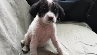 Little puppy found alone, trembling from fear, hiding in the bushes.