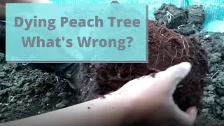 Dying Peach Tree - Trying to Save It