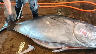 457kg Super-Giant Bluefin Tuna Cut in less 3 minutes