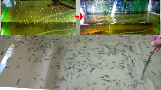 Betta Fish Fry Water Change | Tiny Betta Fry and 1 Month Old Betta Fry - Different Methods