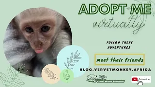 Three new orphan baby monkeys find foster moms and a home