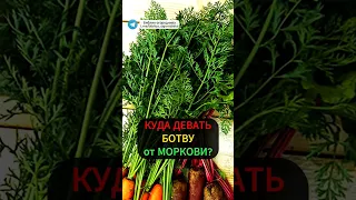 Куда деть ботву моркови:возвращаем питательные вещества в почву #огород #грядка #морковь #ботва #сад