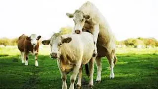 New Best Cow meet video 2022 | Cow natural mating video  #crossmeeting