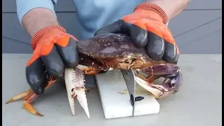 How to clean Dungeness Crab FAST!