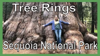 How do Scientists Estimate the Ages of Trees? Sequoia National Park Tree Rings and Dendrochronology
