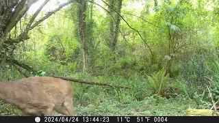 🦌EN MOVIMIENTO 🐗🍃