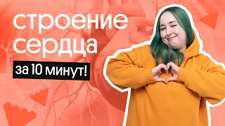 СТРОЕНИЕ СЕРДЦА ЗА 10 МИНУТ! | ОГЭ по БИОЛОГИИ 2023