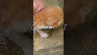 Kitten rescued from middle of a street