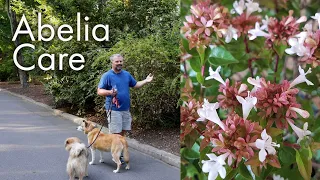 How to Maintain Abelia - Description and Care Instructions