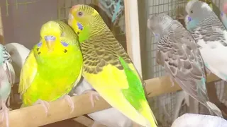 buggies parrot creaping sound