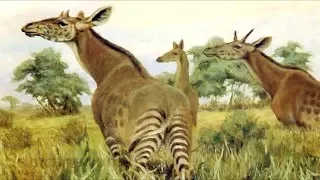 How did the Giraffe Evolve?